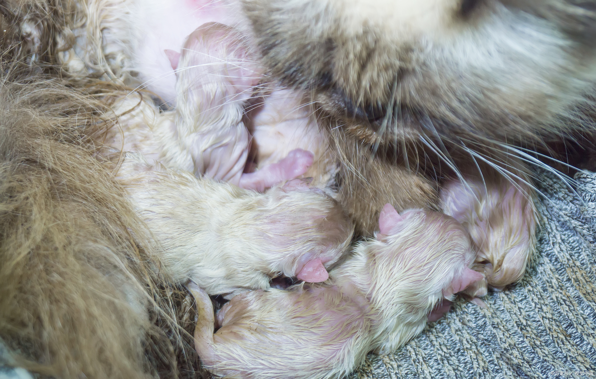 猫咪难产症状(猫咪难产的症状) 猫咪难产症状(猫咪难产的症状)