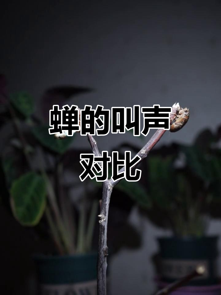 知了读音(知了 拼音)