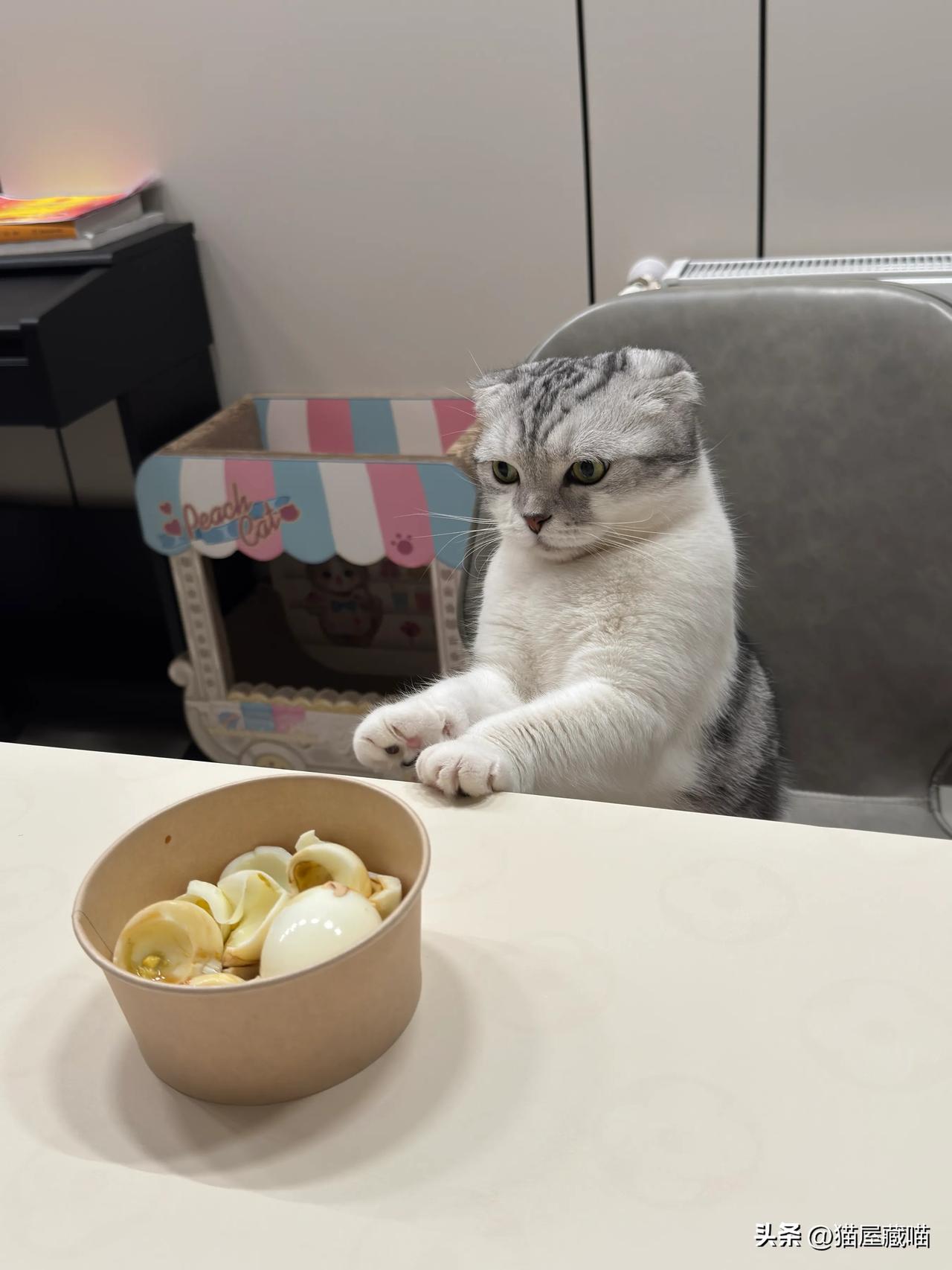 猫都吃什么(流浪猫都吃什么) 猫都吃什么(流浪猫都吃什么)