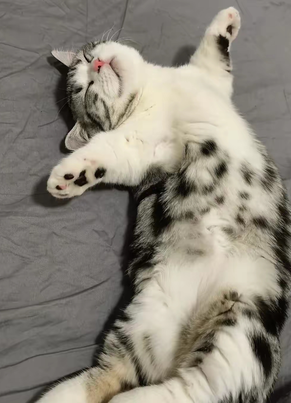 猫睡姿看性格图解(猫睡觉姿势含义图解) 猫睡姿看性格图解(猫睡觉姿势含义图解)