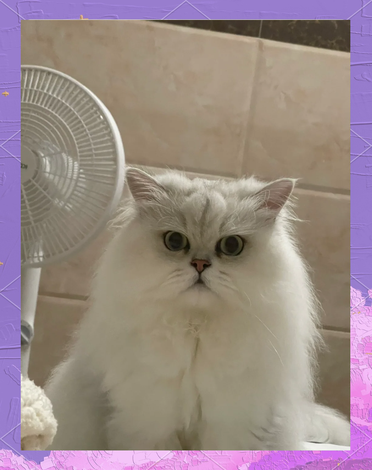 养猫好不好(风水大师说养猫好不好) 养猫好不好(风水大师说养猫好不好)