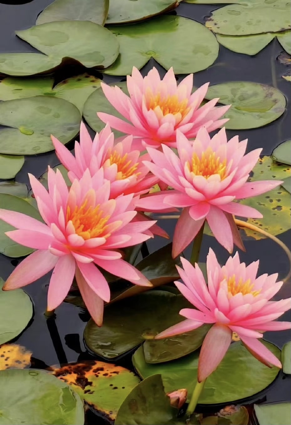 睡莲的花期一般是多长时间(睡莲养多久可以开花,花期多长) 睡莲的花期一般是多长时间(睡莲养多久可以开花,花期多长)