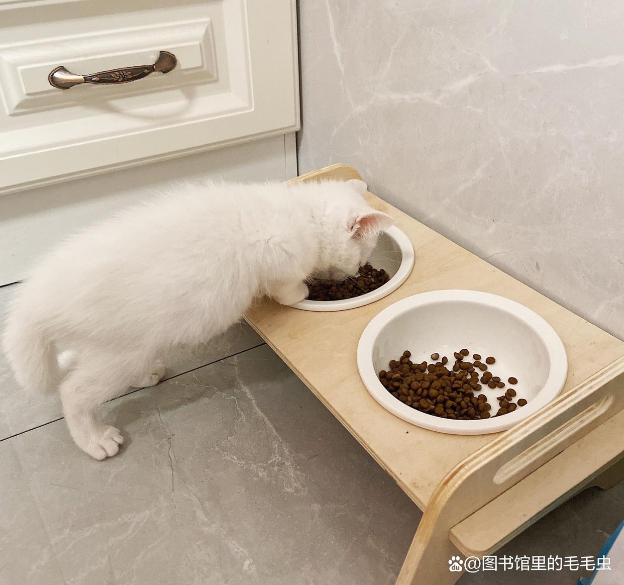 猫拉稀但是精神很好(猫拉稀但是精神很好吃什么药)