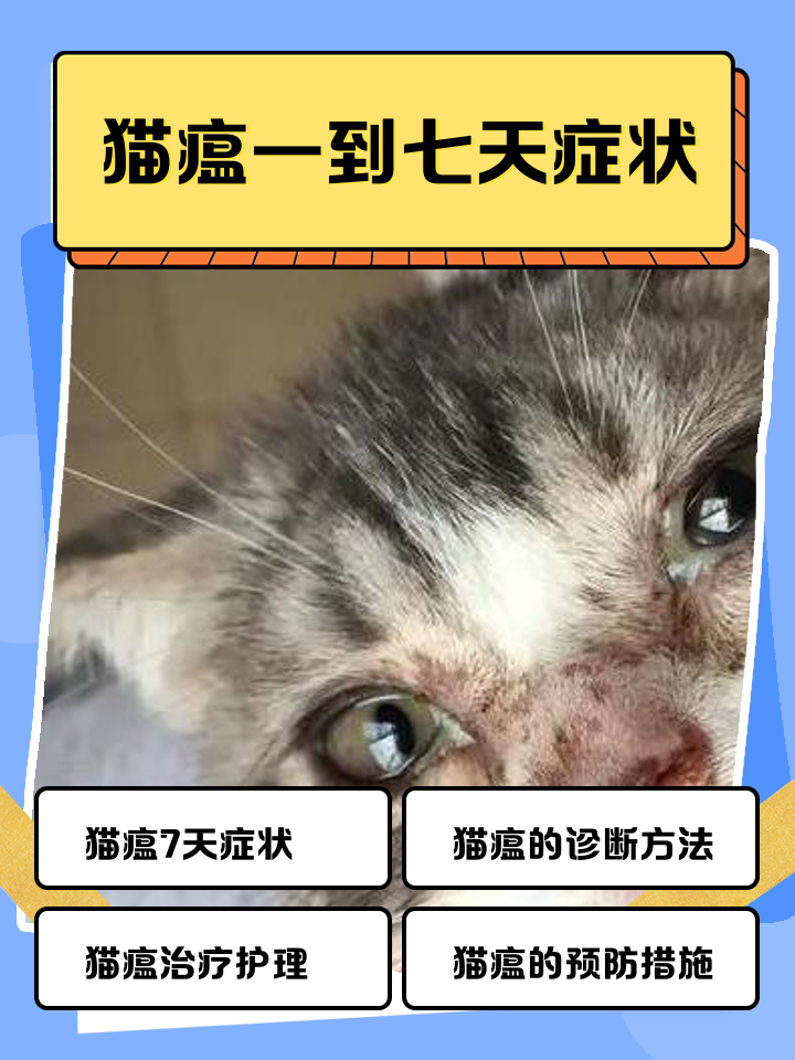 折耳猫发病症状(折耳猫发病症状怎么治疗)