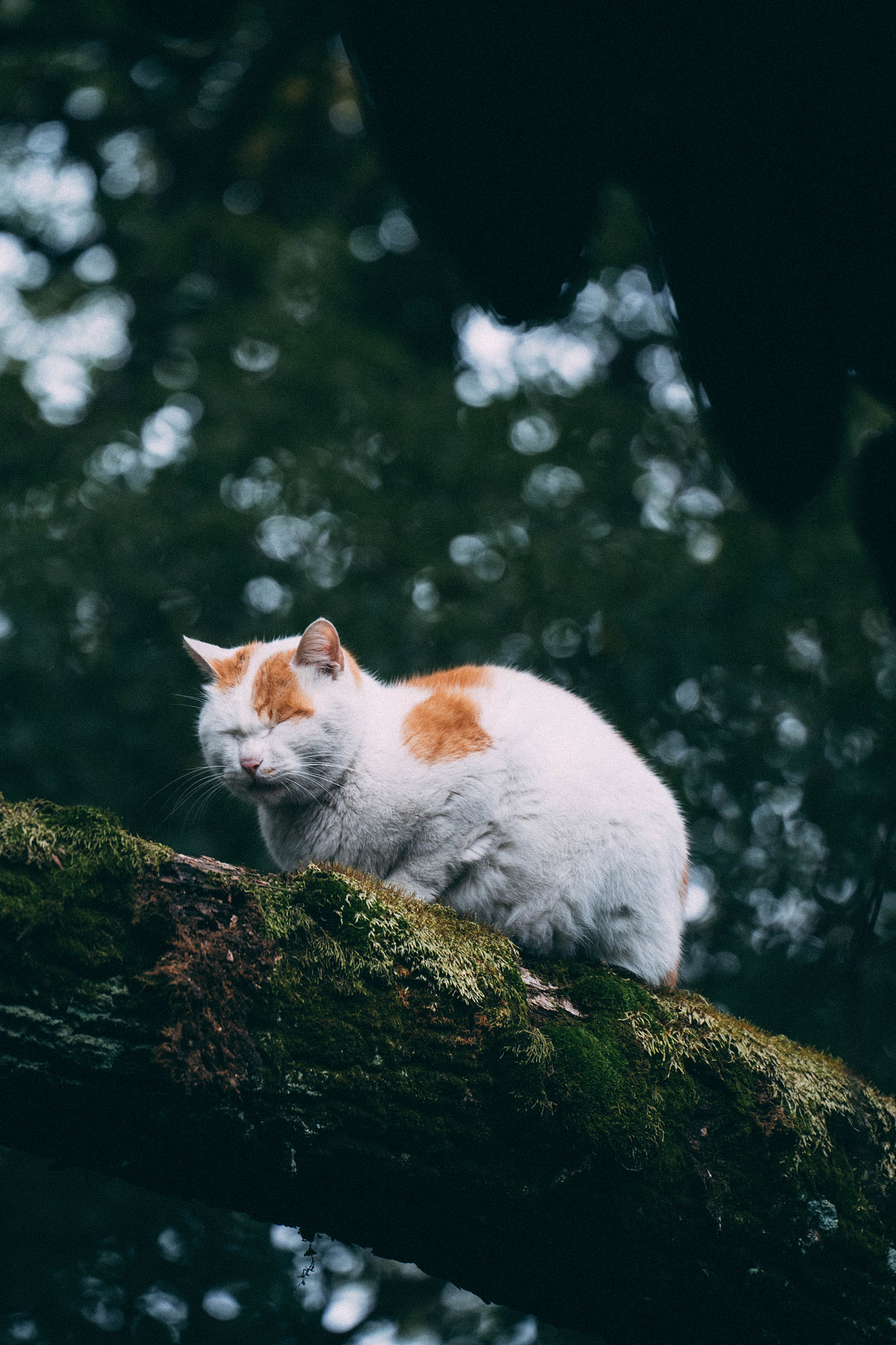 猫重复喵呜是什么意思(猫一直喵喵叫是怎么回事)