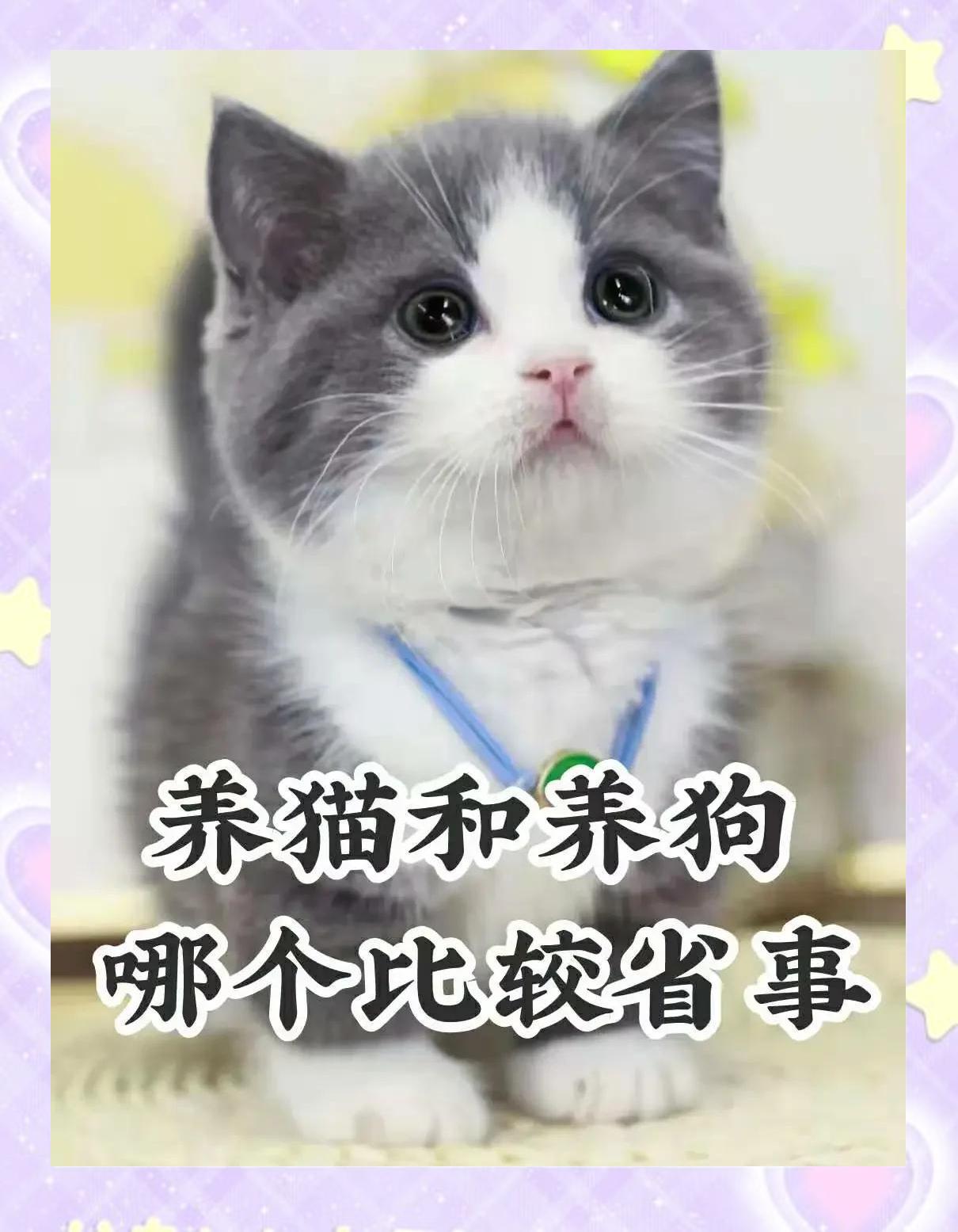 养猫和养狗哪个费钱(猫重感情还是狗重感情)