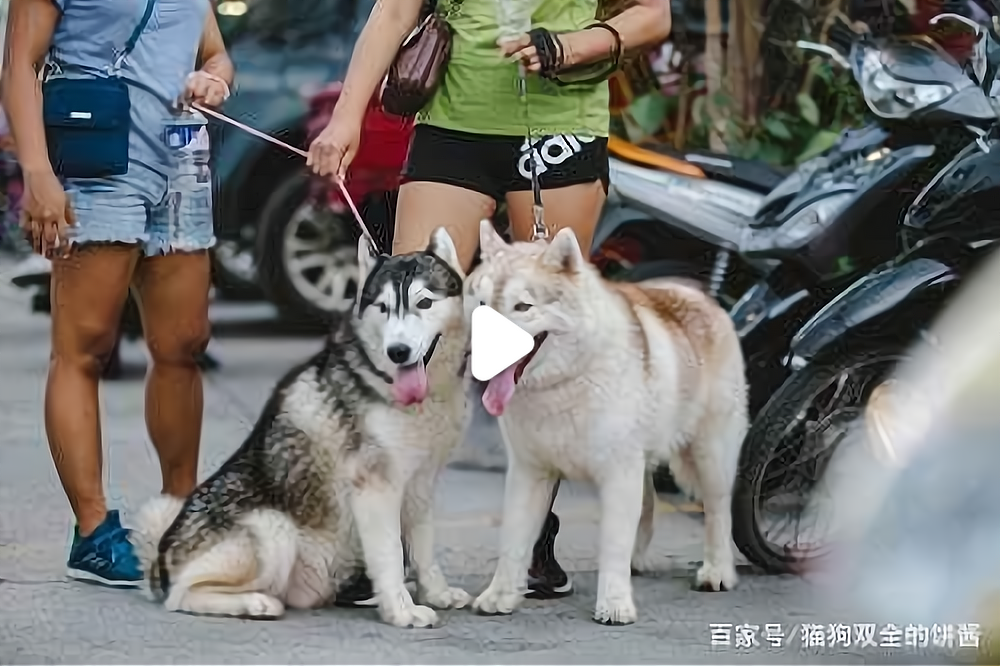 养猫和养狗哪个费钱(猫重感情还是狗重感情)