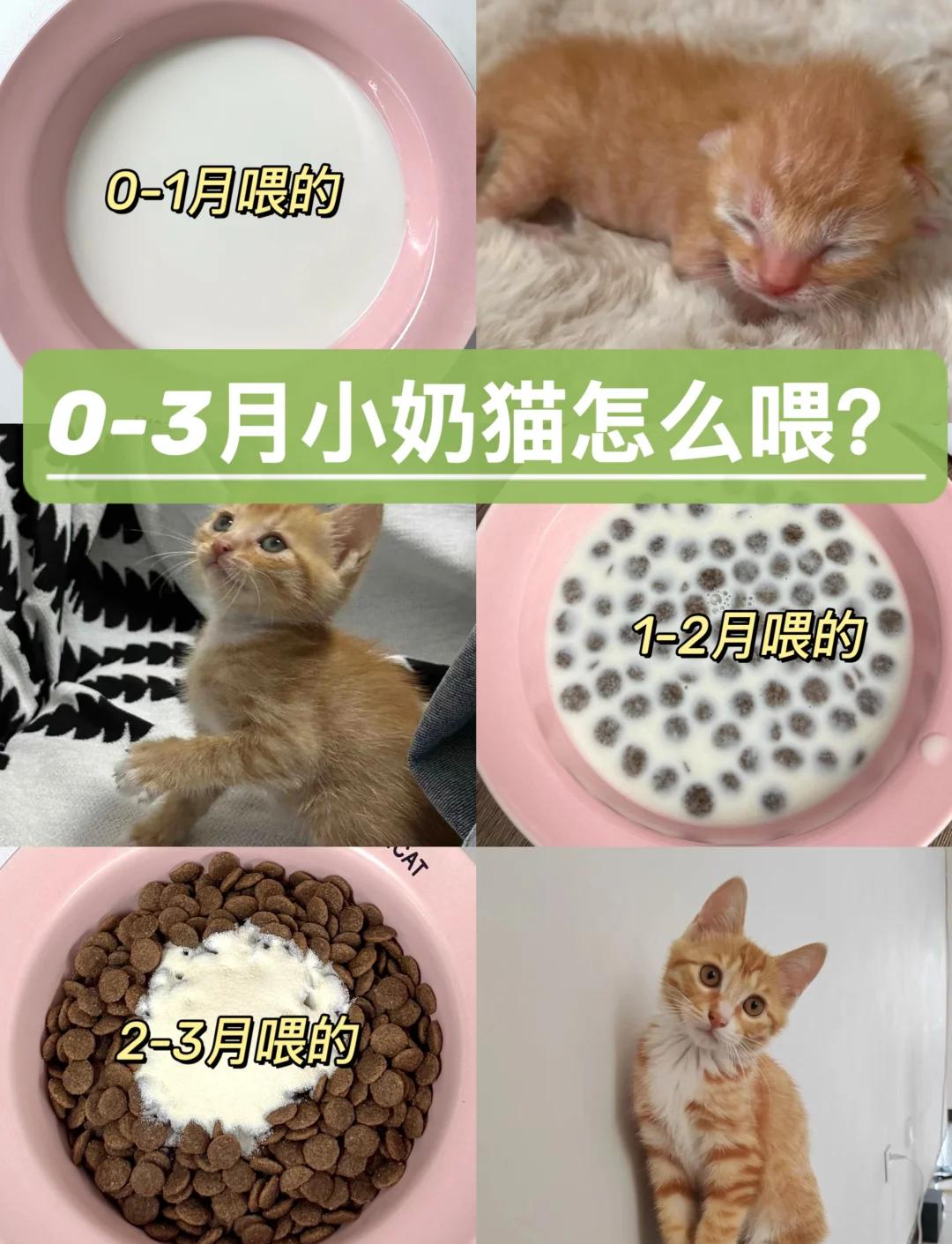 幼猫能吃蛋黄吗(幼猫能吃蛋黄吗?)