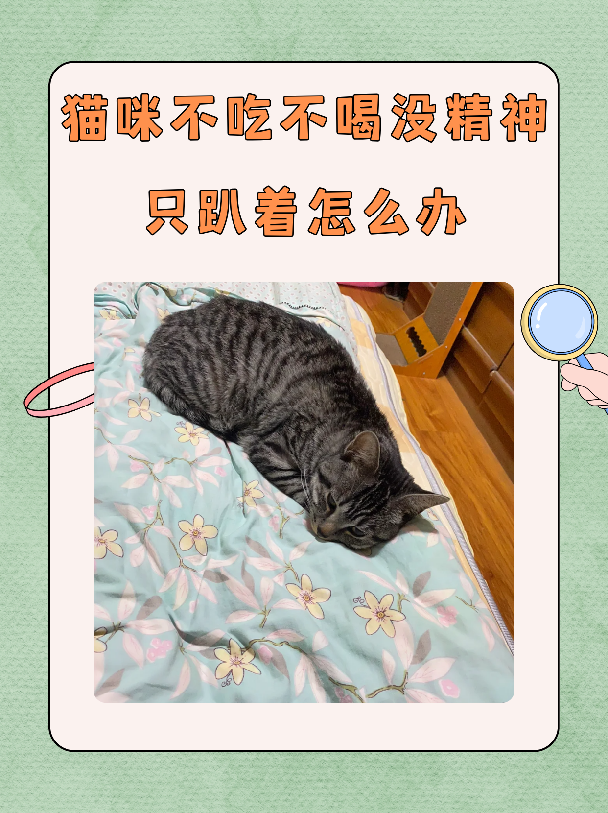 幼猫不吃东西怎么办(幼猫不吃东西怎么办很虚弱) 幼猫不吃东西怎么办(幼猫不吃东西怎么办很虚弱)