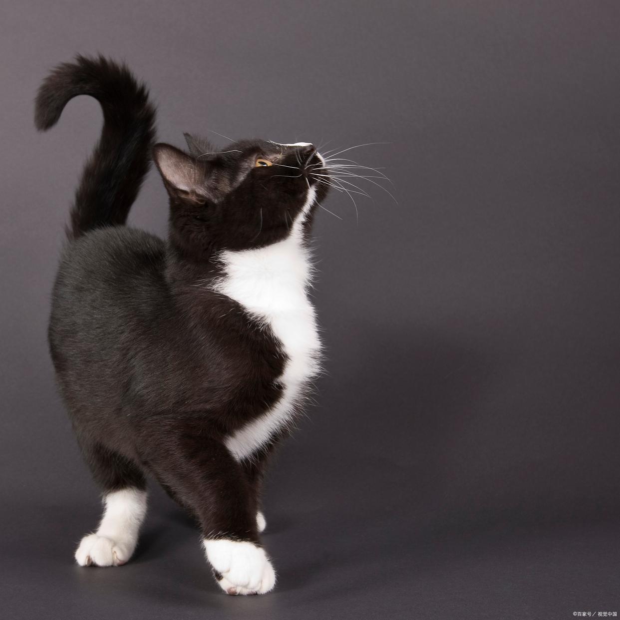 猫的尾巴像什么(猫咪的尾巴竖起来是什么意思)