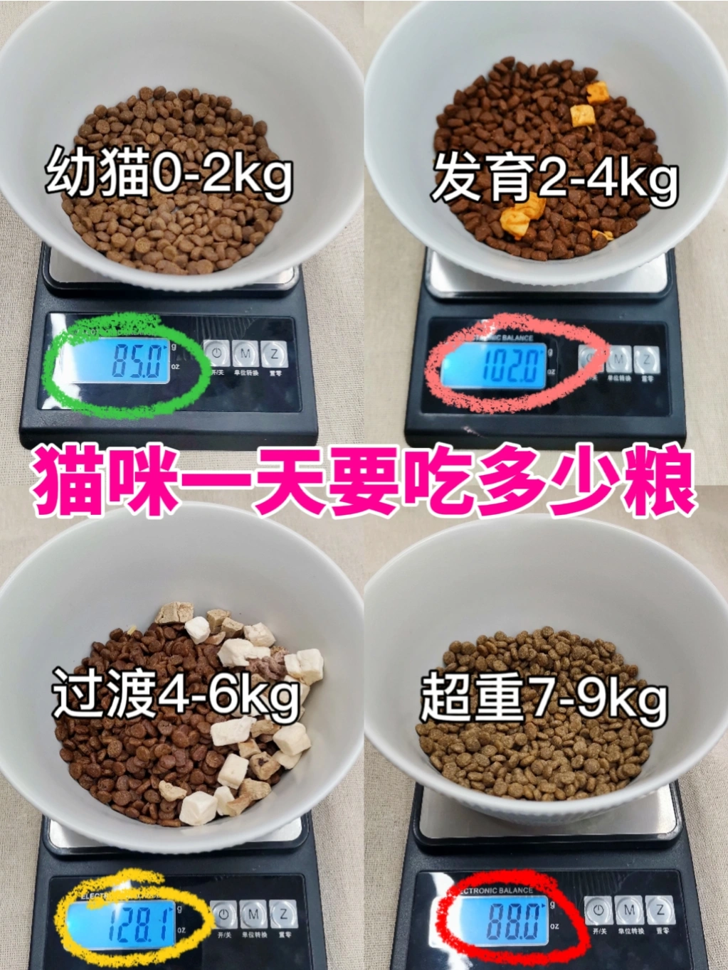 猫一个月吃多少斤猫粮(猫咪增肥吃什么牌子的猫粮好) 猫一个月吃多少斤猫粮(猫咪增肥吃什么牌子的猫粮好)
