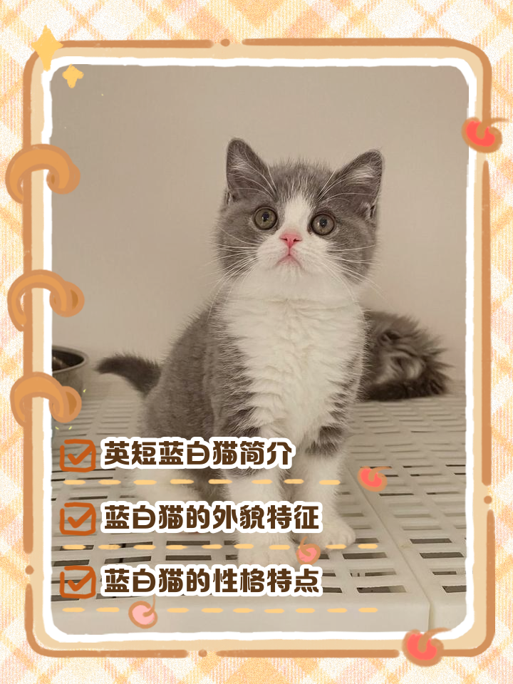 蓝猫能活多少年(蓝猫活多少年才会老死) 蓝猫能活多少年(蓝猫活多少年才会老死)