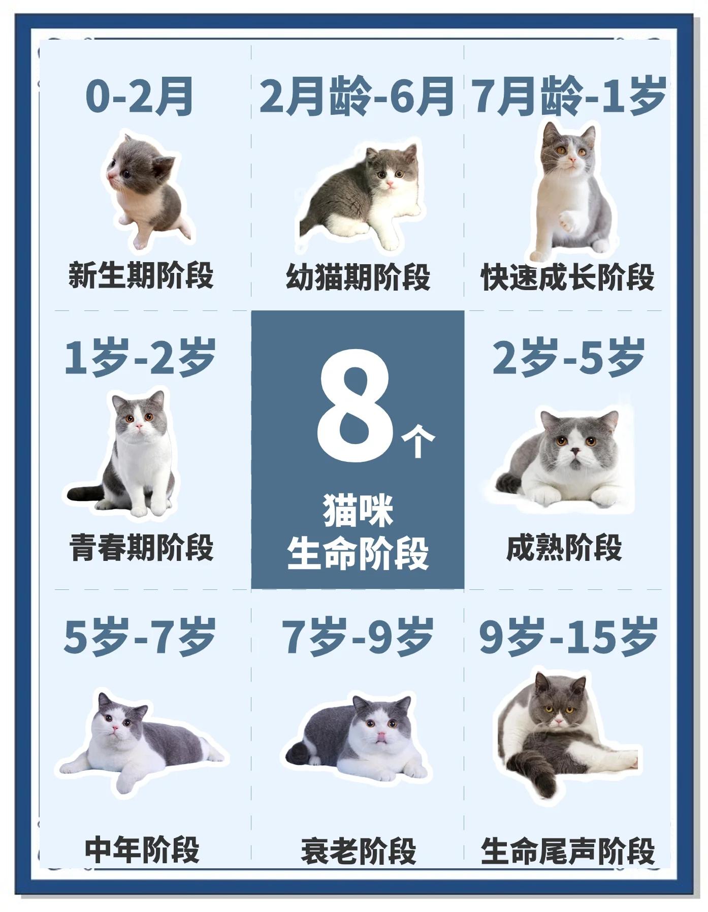 6个月猫算成年猫了吗(6个月以上的猫算幼猫还是成猫) 6个月猫算成年猫了吗(6个月以上的猫算幼猫还是成猫)