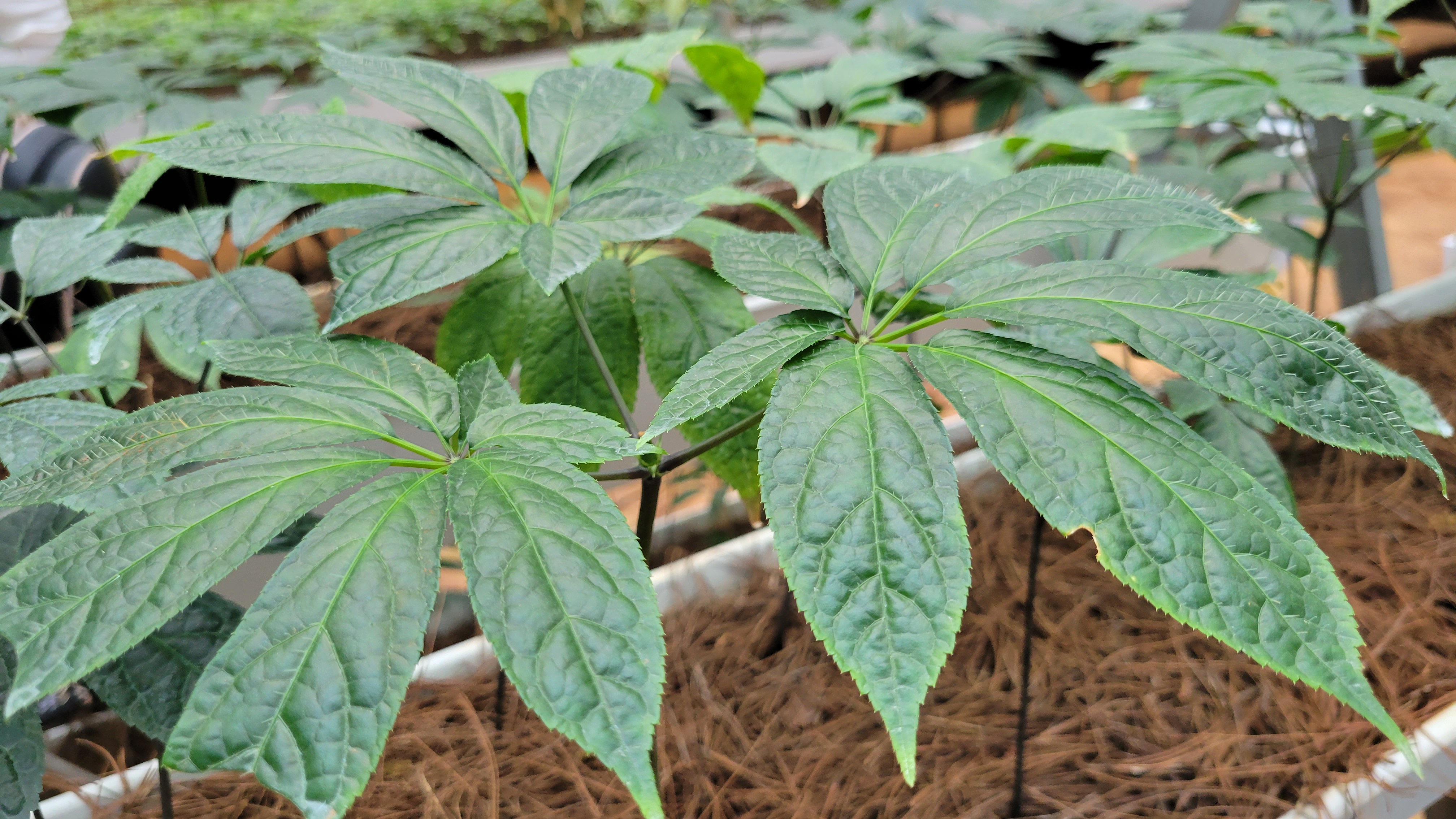 三七植物长什么样子(植物三七长什么样子能吃的叶子)
