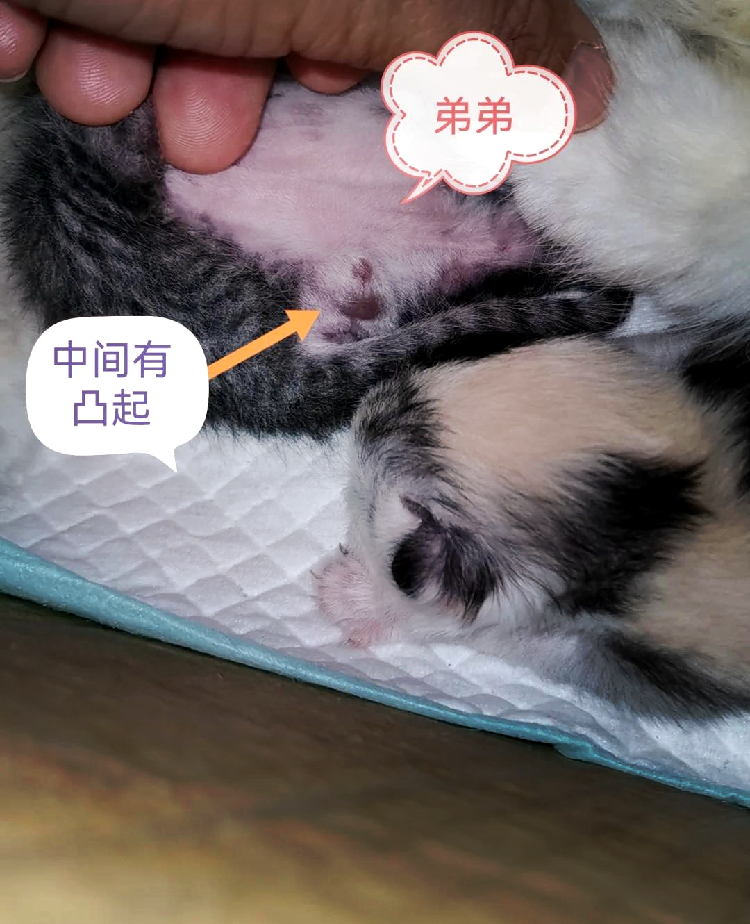 小奶猫多久睁眼(小奶猫多久才睁眼) 小奶猫多久睁眼(小奶猫多久才睁眼)