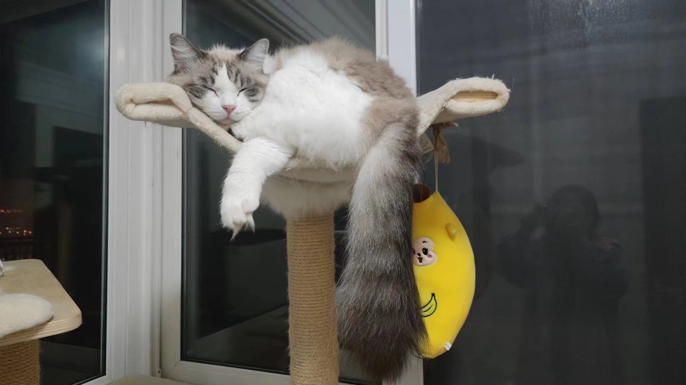 猫咪精神萎靡总是趴着(猫咪精神萎靡总是趴着一碰还凶) 猫咪精神萎靡总是趴着(猫咪精神萎靡总是趴着一碰还凶)