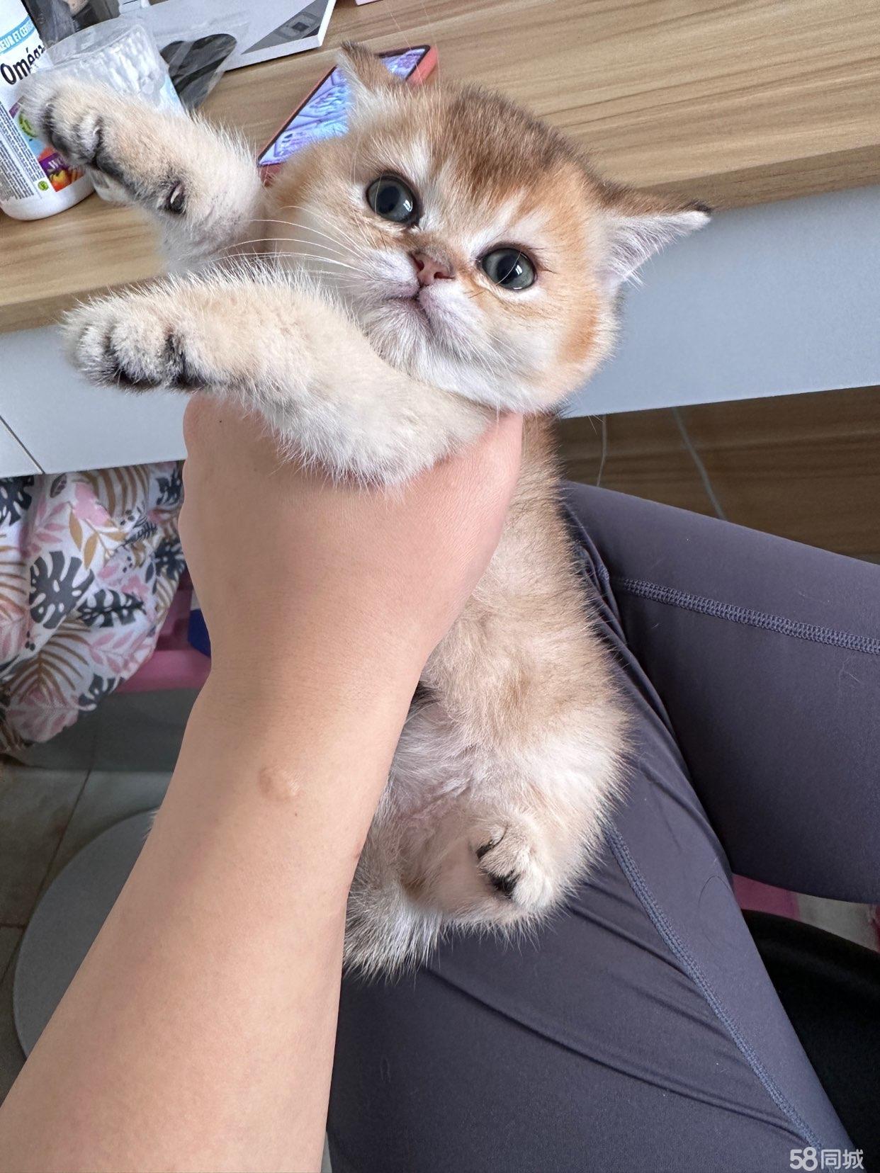 苏格兰高地猫(苏格兰高地猫图片)