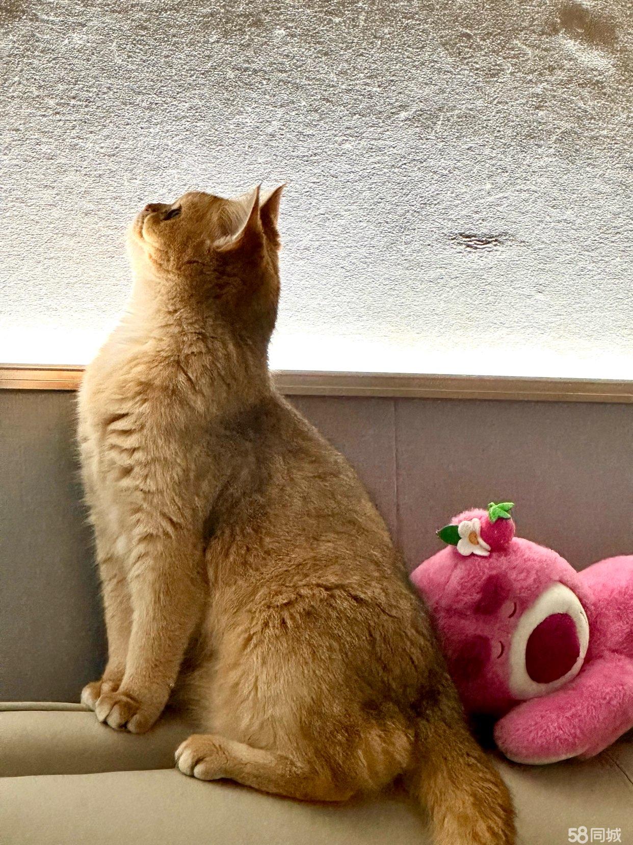 苏格兰高地猫(苏格兰高地猫图片) 苏格兰高地猫(苏格兰高地猫图片)