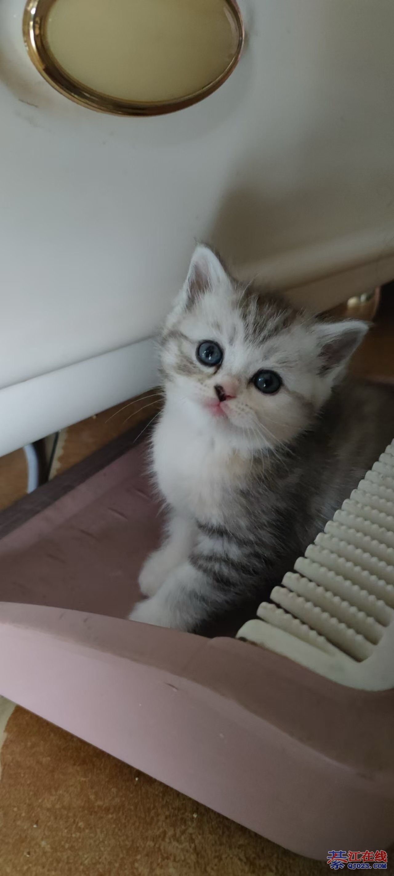 渐层幼猫失败品相(渐层猫幼崽多少钱一只)