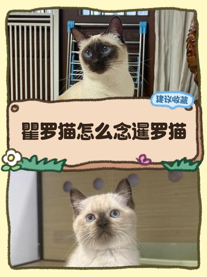 暹罗猫怎么看纯不纯(怎么知道暹罗猫纯不纯)