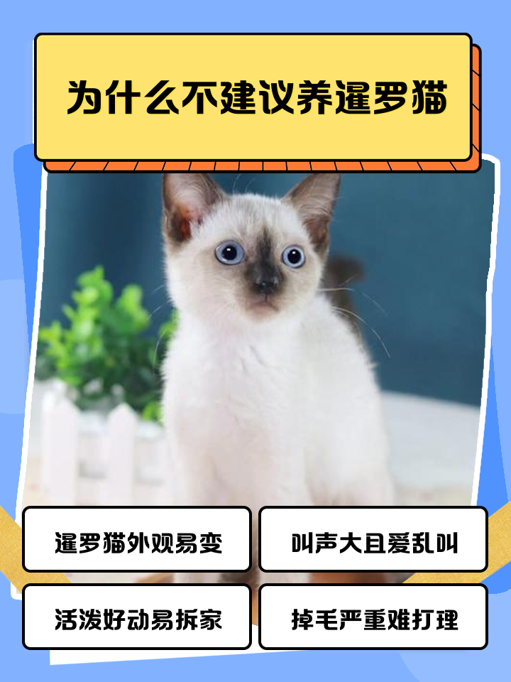 暹罗猫怎么看纯不纯(怎么知道暹罗猫纯不纯)