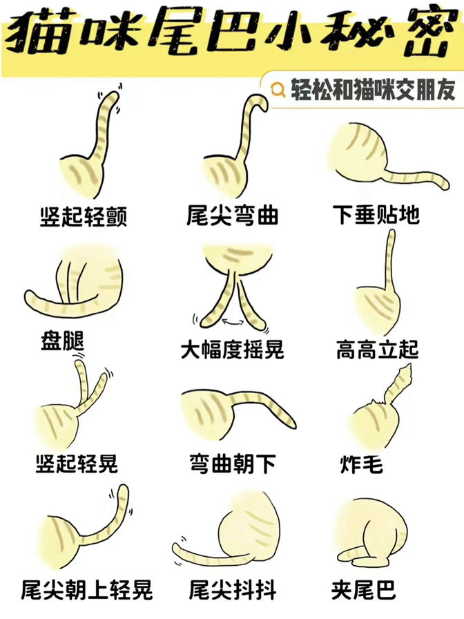 猫咪摇尾巴什么意思(猫咪摇尾巴是什么情绪)
