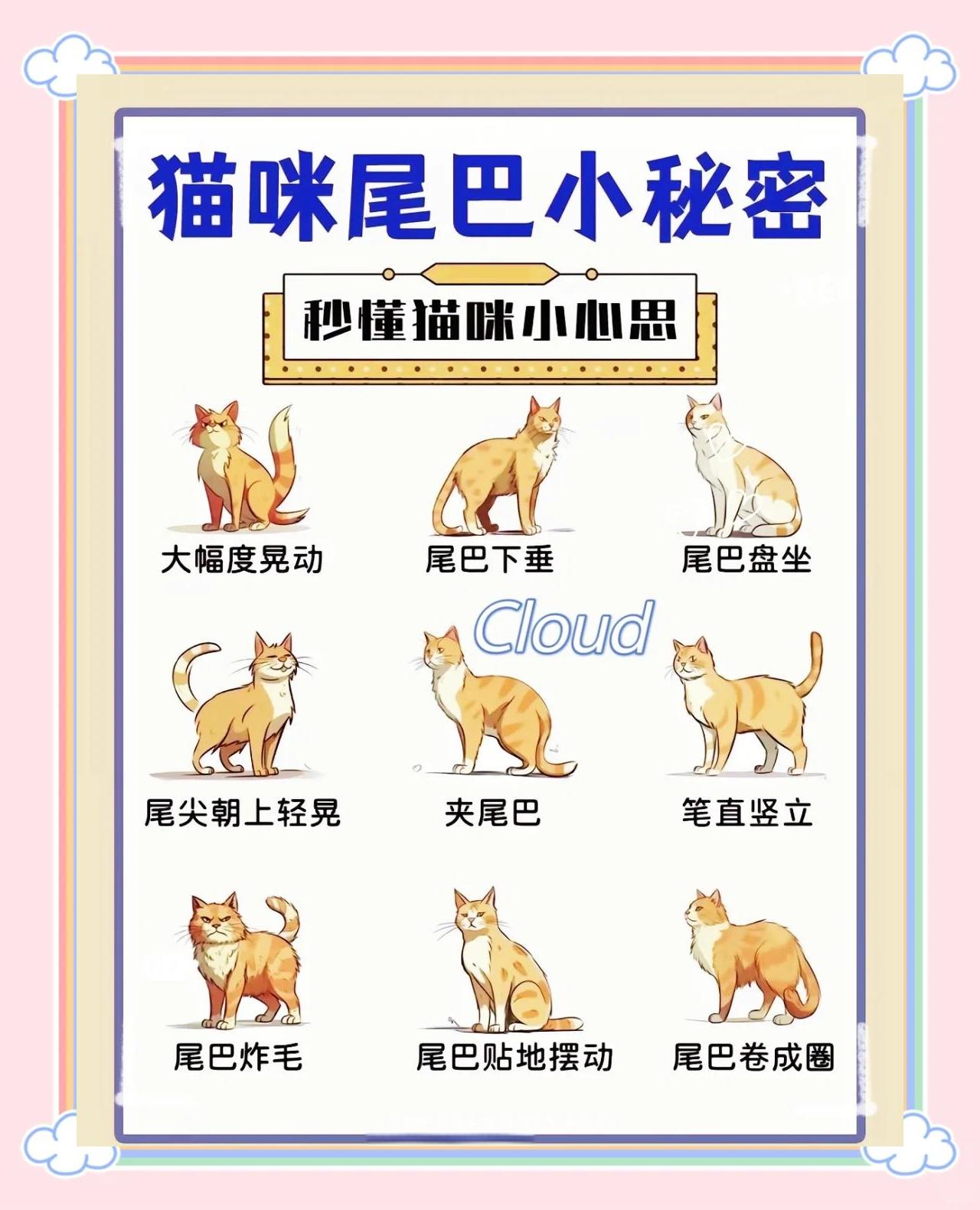 猫咪摇尾巴什么意思(猫咪摇尾巴是什么情绪) 猫咪摇尾巴什么意思(猫咪摇尾巴是什么情绪)