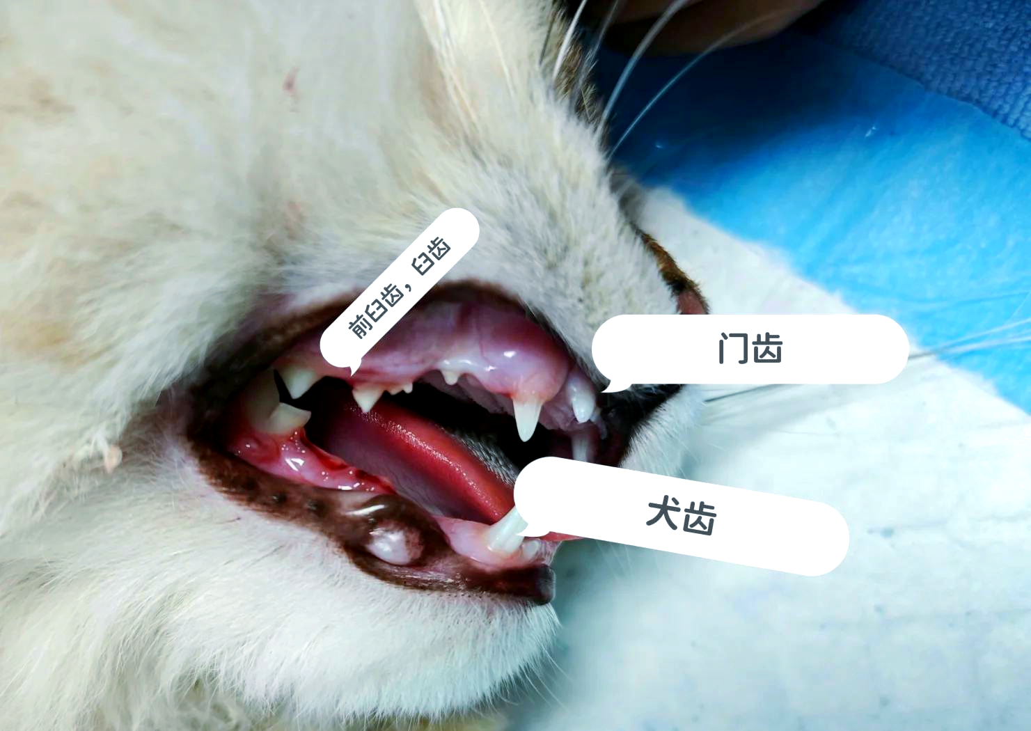 小猫换牙一般是几个月(小猫换牙一般是几个月开始)