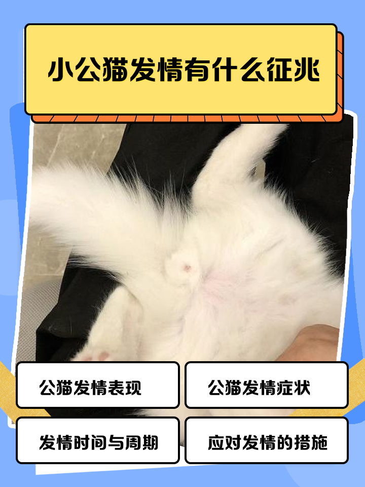 公猫绝育后性格会变吗(公猫绝育最难熬三个阶段)