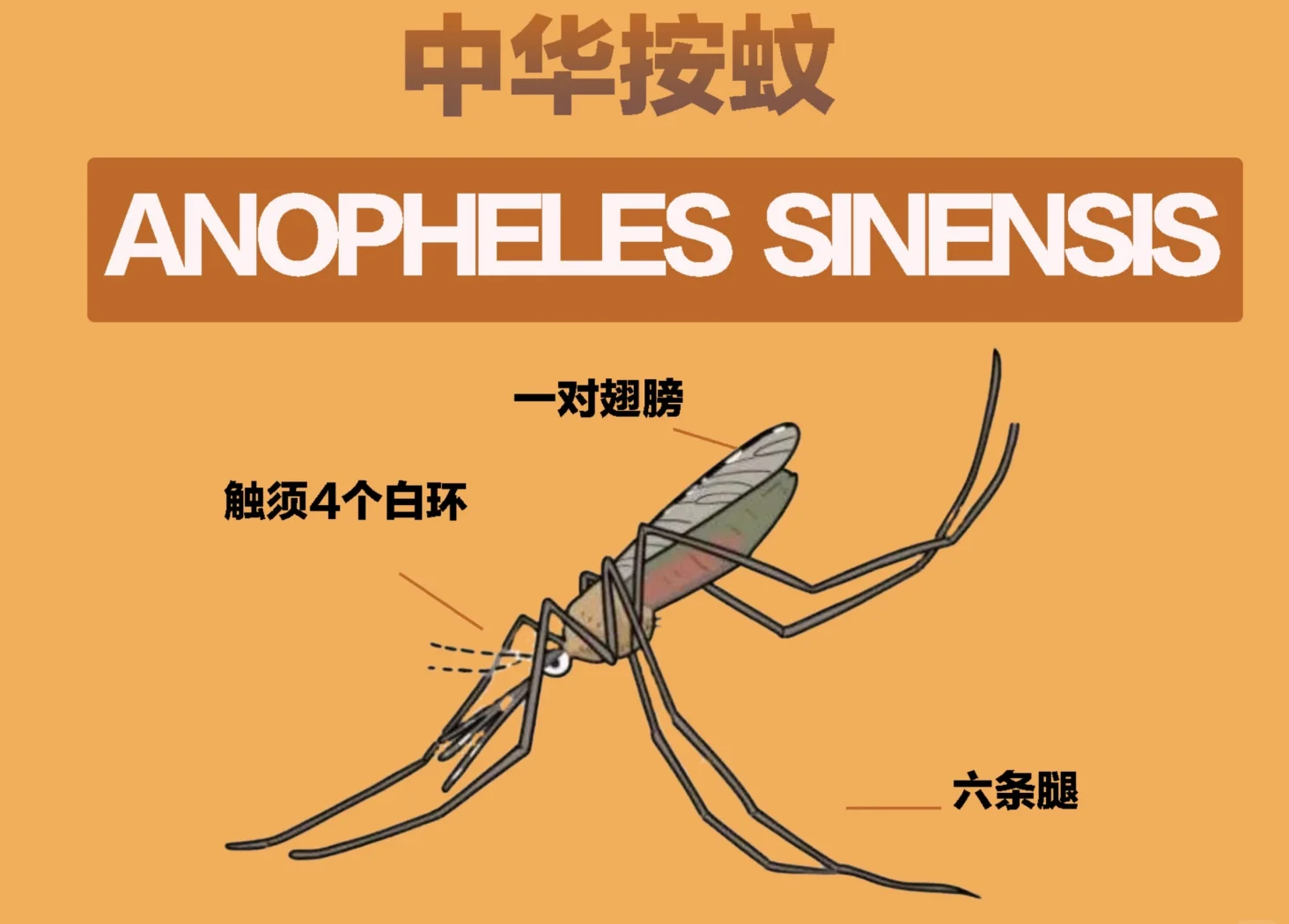 蚊子的蚊怎么组词(蚊子的蚊怎么组词和拼音) 蚊子的蚊怎么组词(蚊子的蚊怎么组词和拼音)