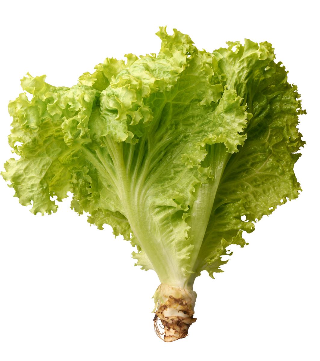 喜阴蔬菜(喜阴蔬菜种植)
