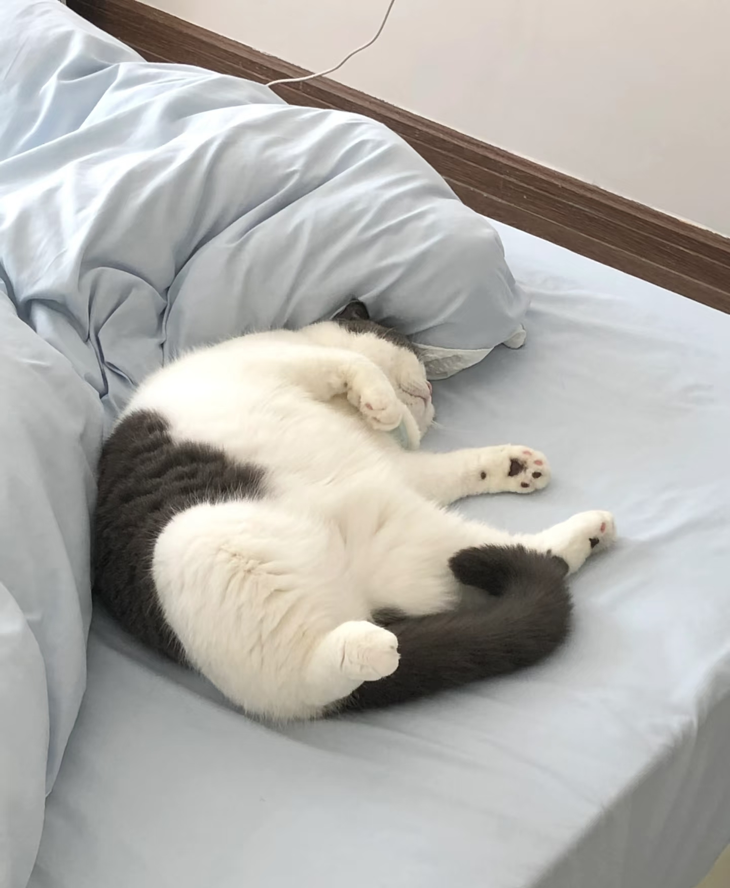 猫咪为什么喜欢睡床尾(为什么我家猫喜欢睡床尾)