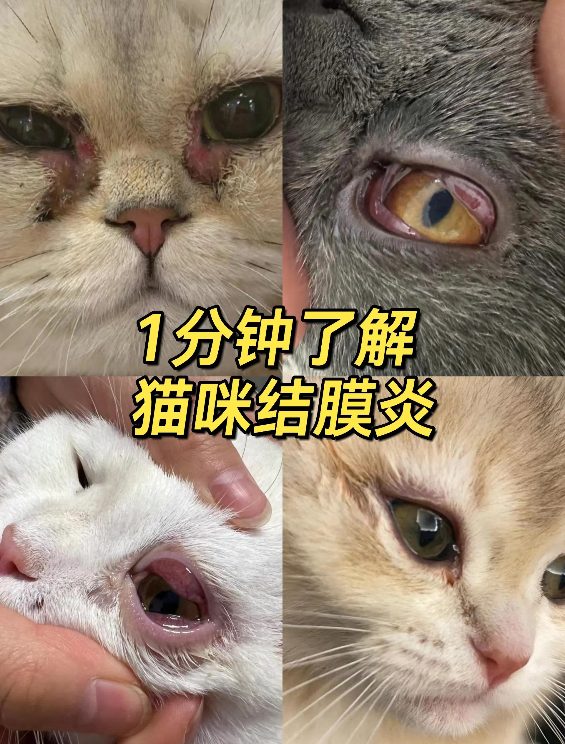 猫瞳孔放大是怎么回事(猫瞳孔放大是怎么回事儿) 猫瞳孔放大是怎么回事(猫瞳孔放大是怎么回事儿)
