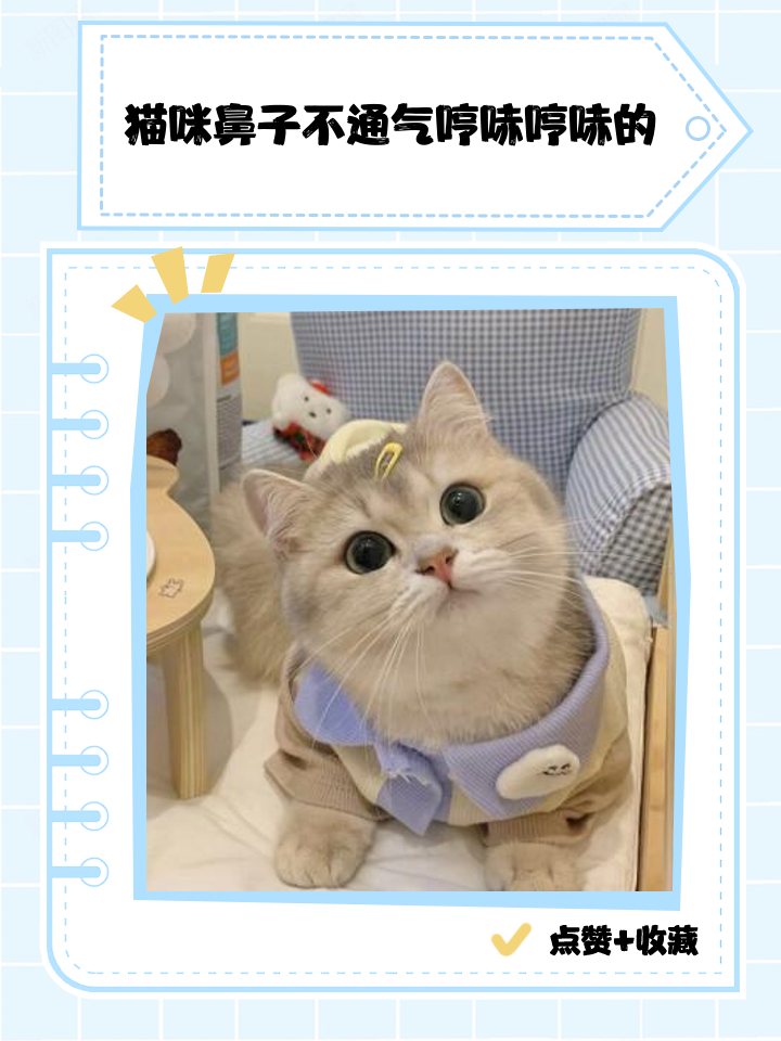 猫咪感冒鼻子不通气小妙招(猫咪感冒鼻子不通气小妙招图片)