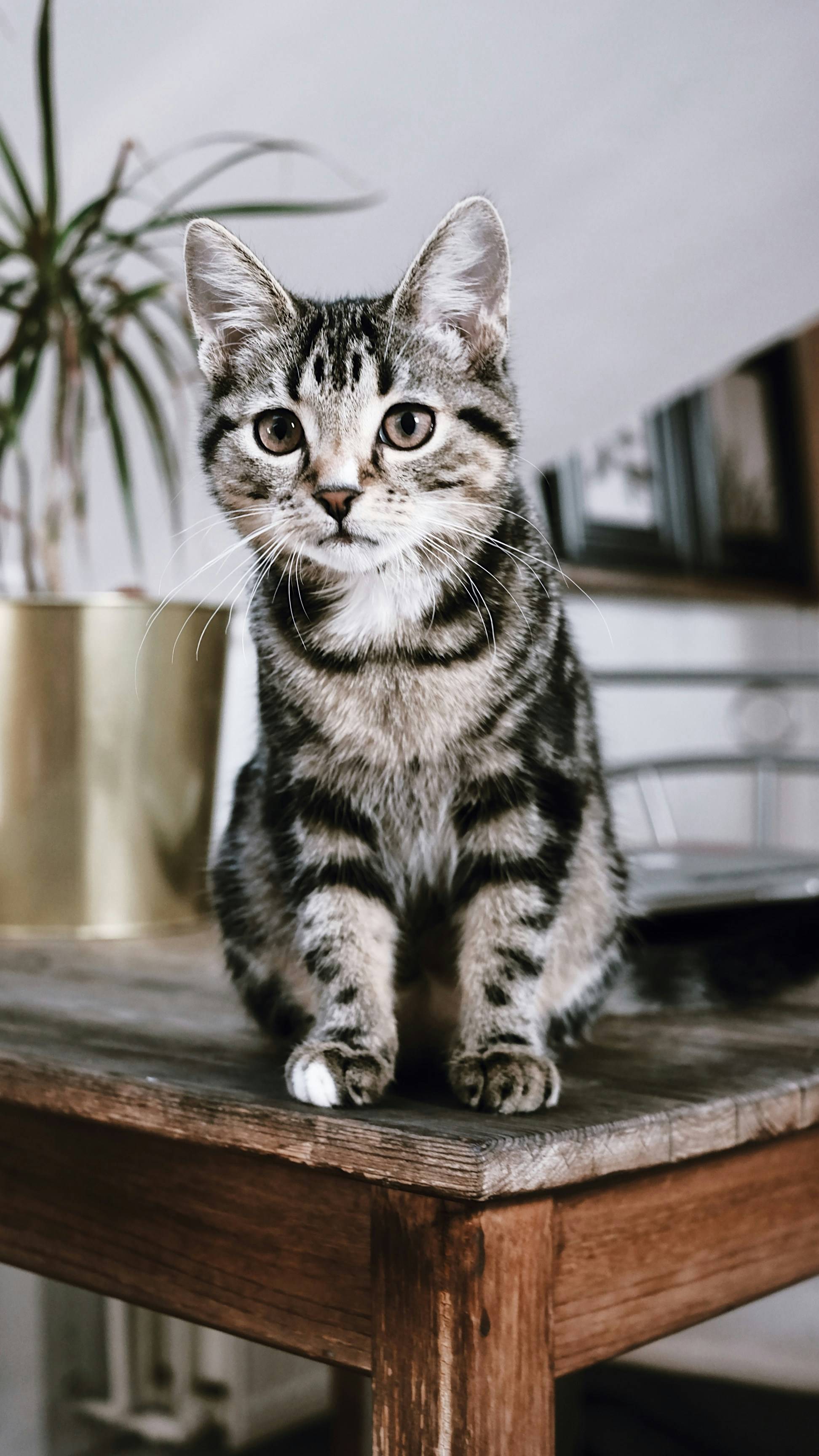 猫咪躺着尾巴一甩一甩的(猫咪躺着尾巴一甩一甩的是什么意思)