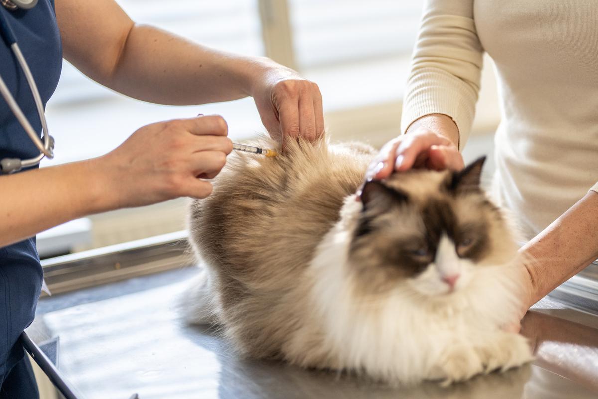 猫多大打疫苗比较好(猫多大接种疫苗比较好)