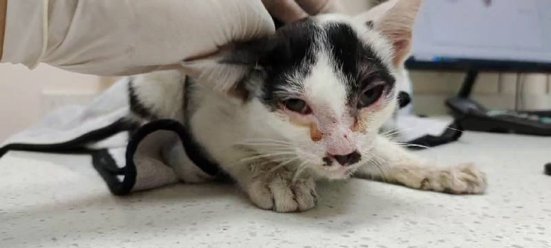 猫瘟的初期症状(猫瘟的初期症状图片)
