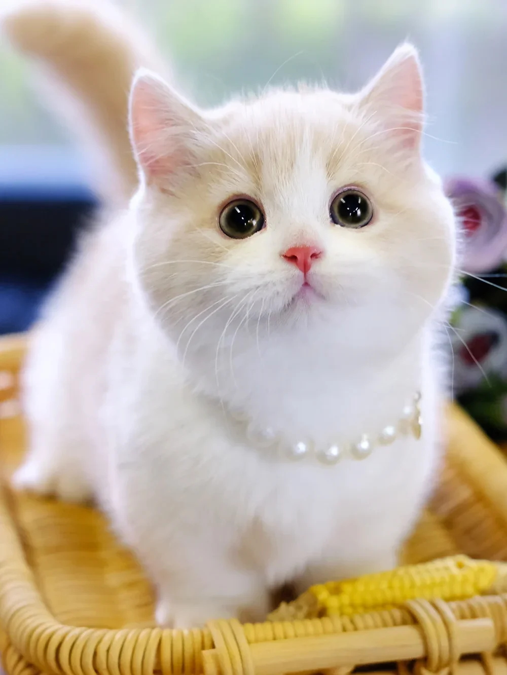 可爱猫(可爱猫的英文)