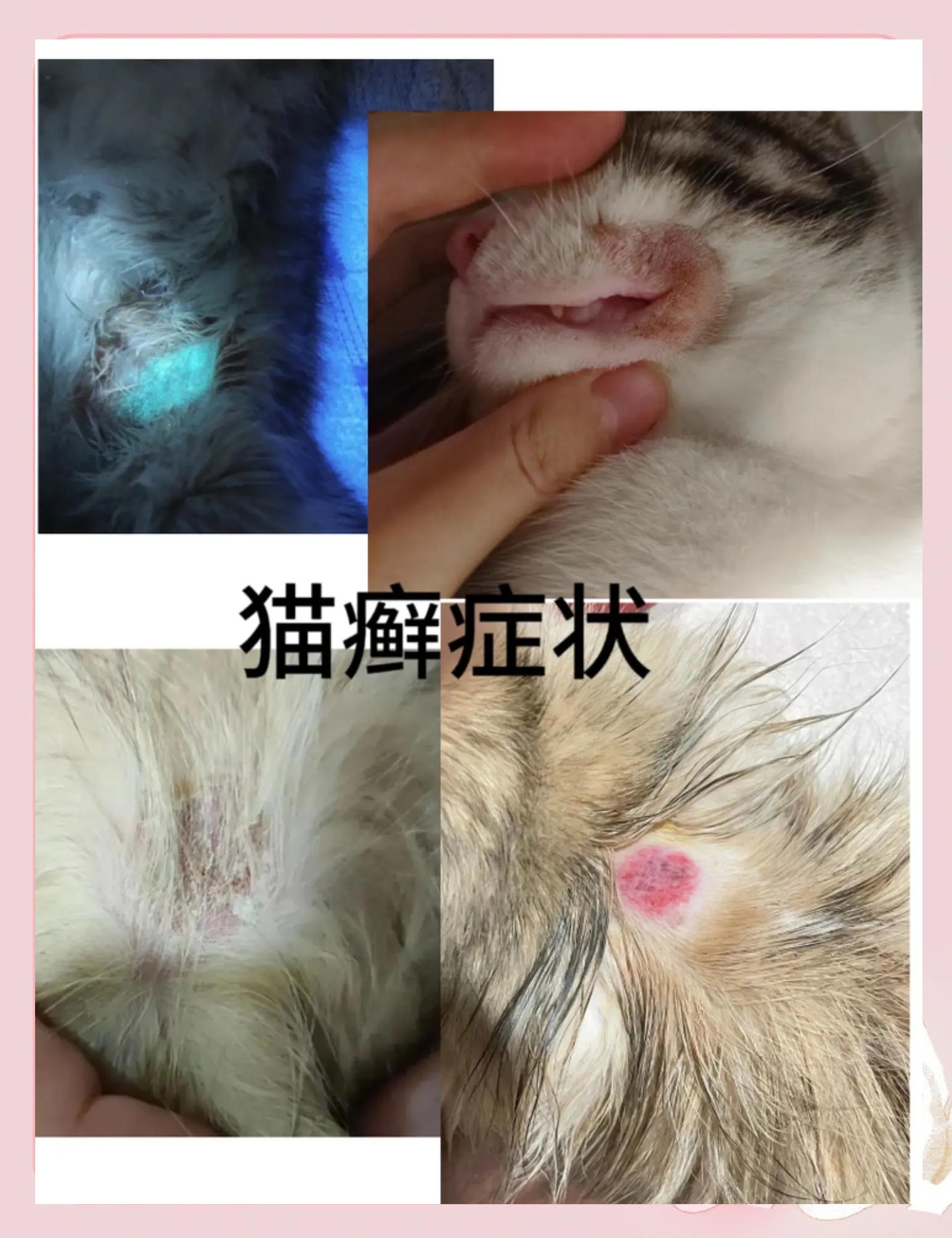 猫咪皮肤病症状及图片(猫咪常见皮肤病症状及图片)