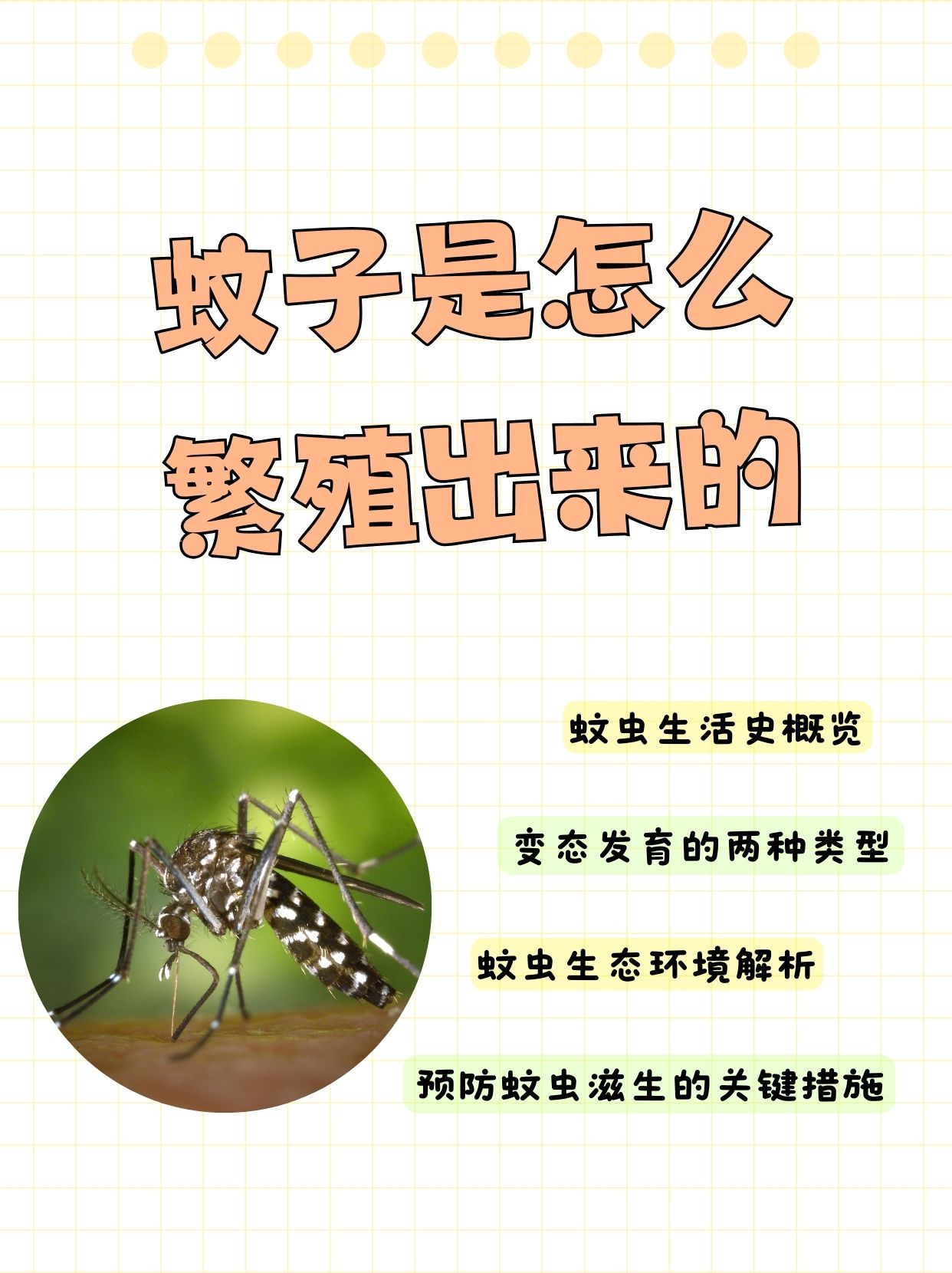 蚊组词(蚊组词组)