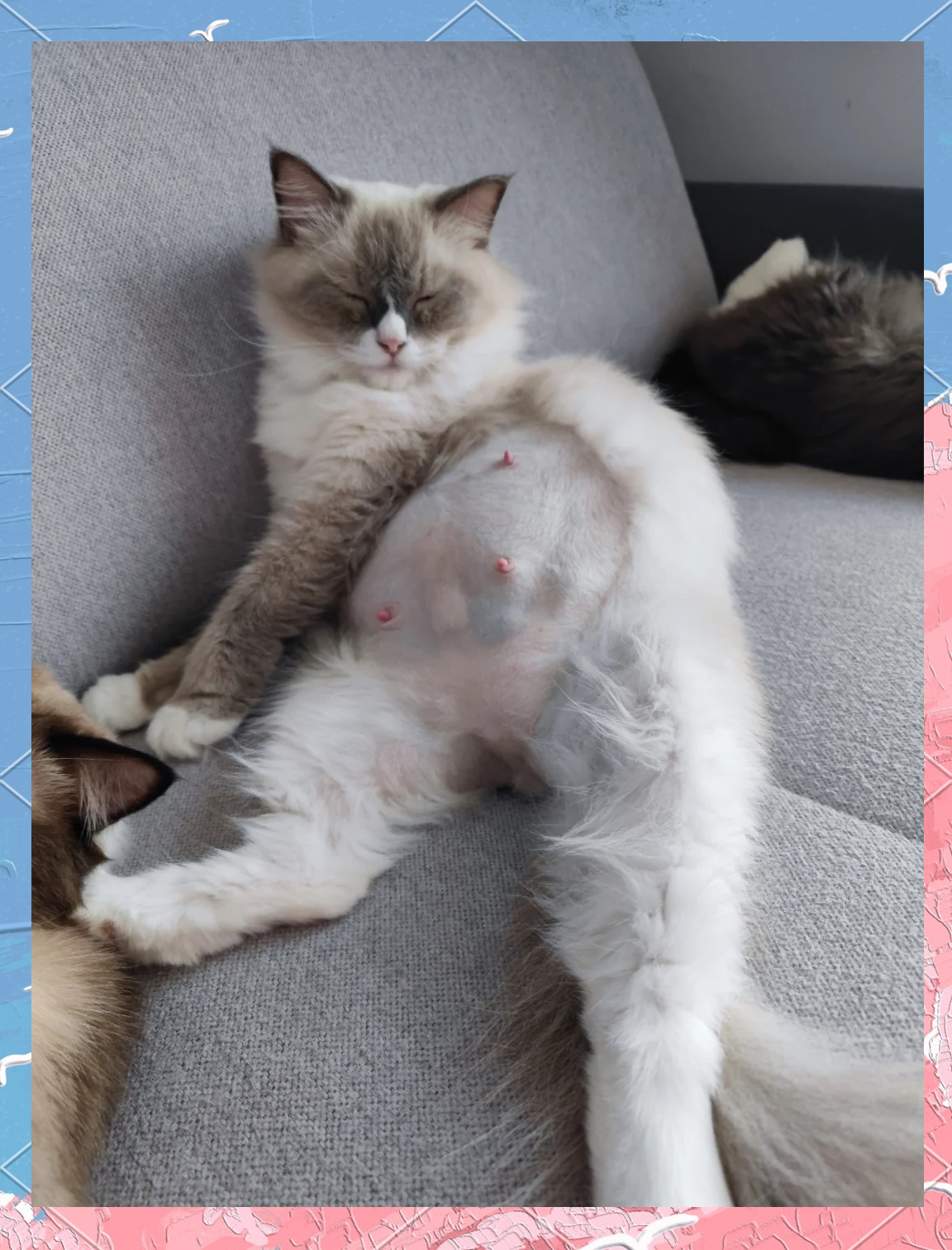 母猫生产前有什么征兆(母猫生产前有什么征兆吗) 母猫生产前有什么征兆(母猫生产前有什么征兆吗)