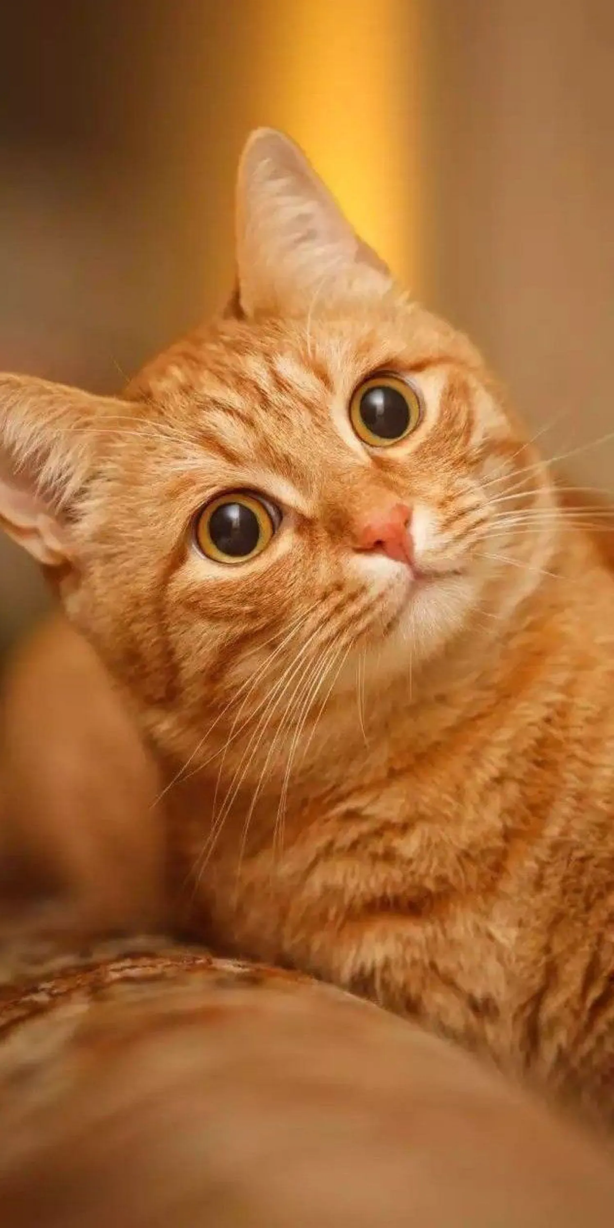猫咪图片大全大图(猫咪图片大全大图图片) 猫咪图片大全大图(猫咪图片大全大图图片)