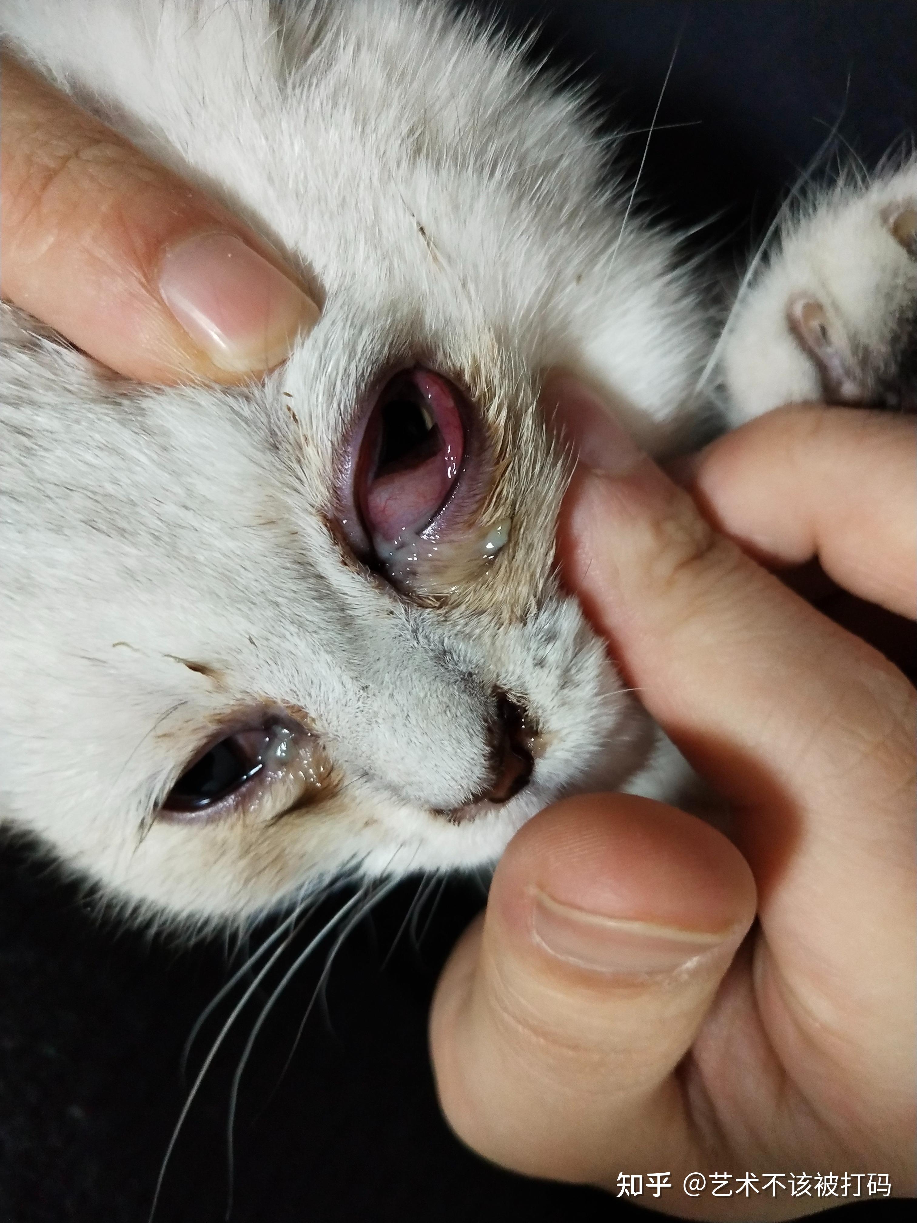 猫一只眼睛有脓黄眼屎睁不开(猫一只眼睛有脓黄眼屎睁不开怎么办)