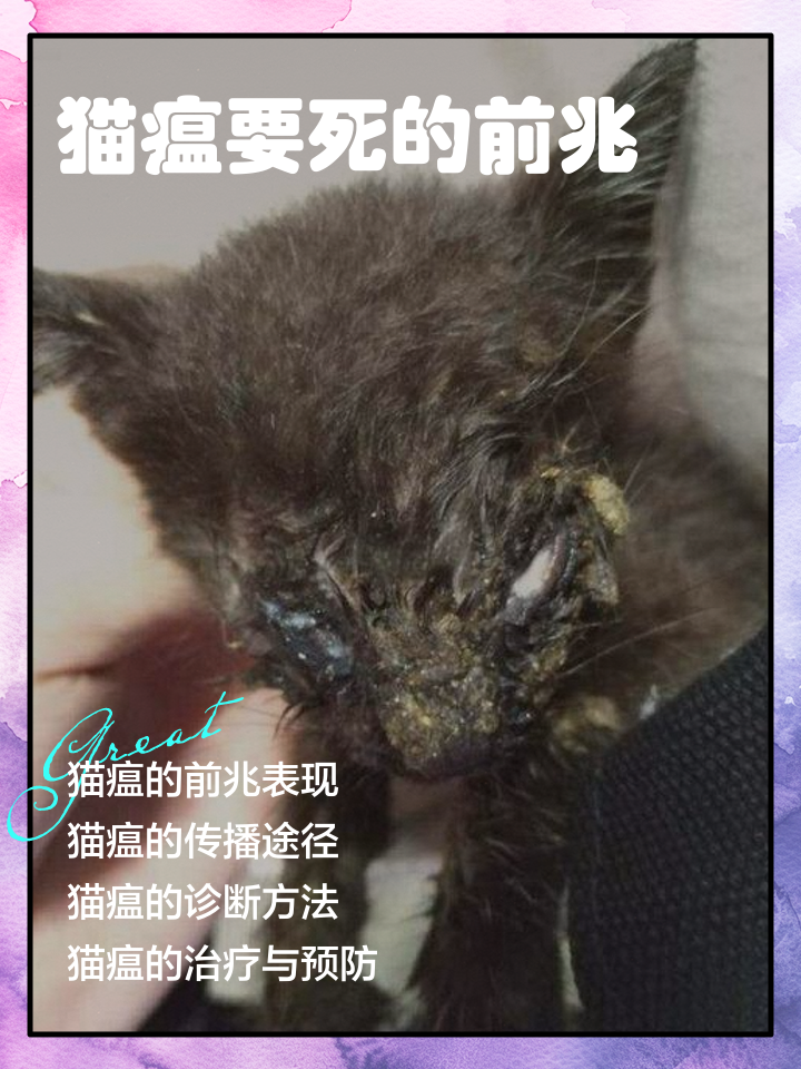 得了狂犬病的猫能活多久(得了狂犬病的猫能活多久?) 得了狂犬病的猫能活多久(得了狂犬病的猫能活多久?)