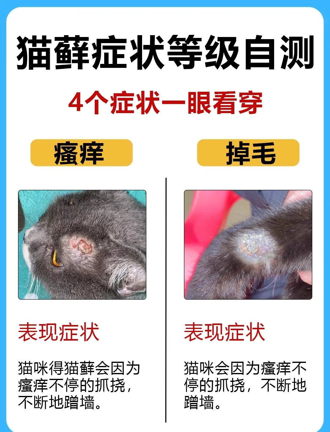猫癣变黑是恶化还是好转(猫癣变黑的皮肤还会恢复吗)