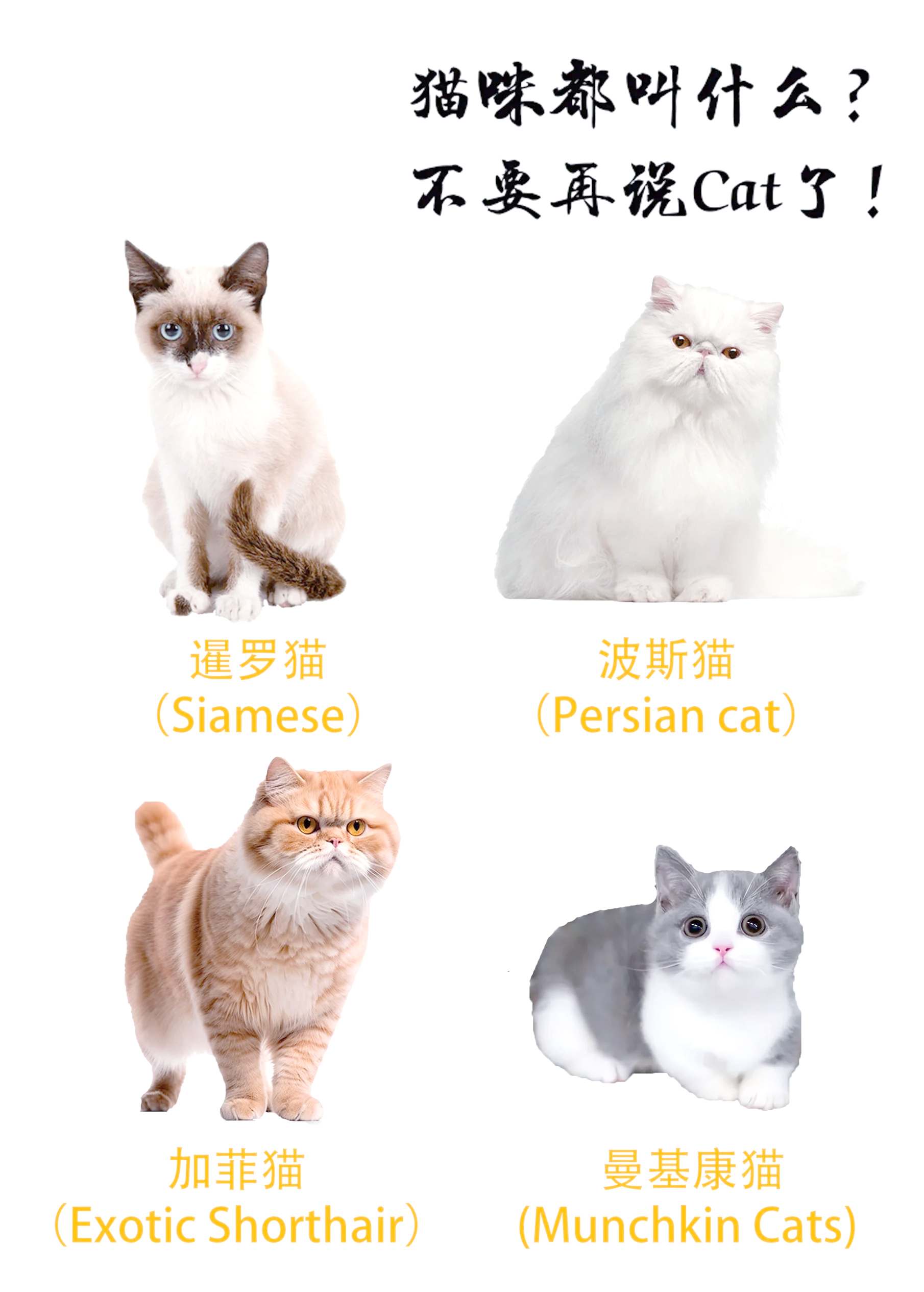 猫咪起啥名字好听(猫咪起啥名字好听又顺口)
