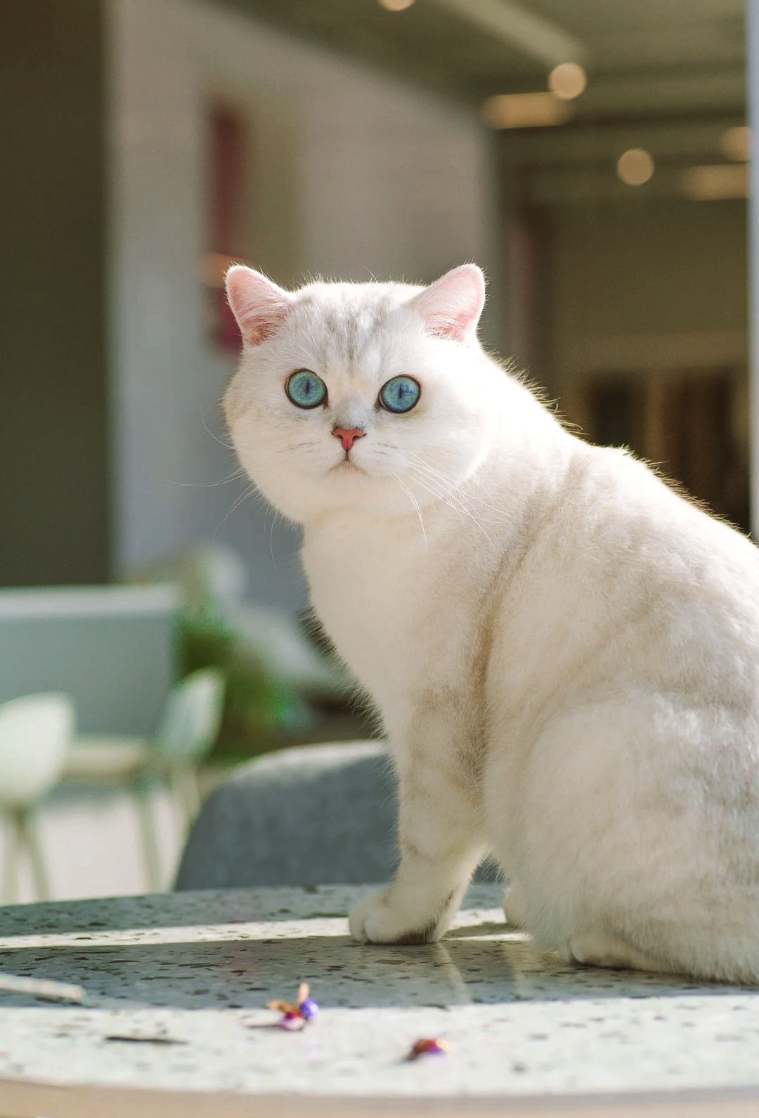 银渐层猫咪图片(银渐层猫咪图片白色的银渐层猫咪吗)