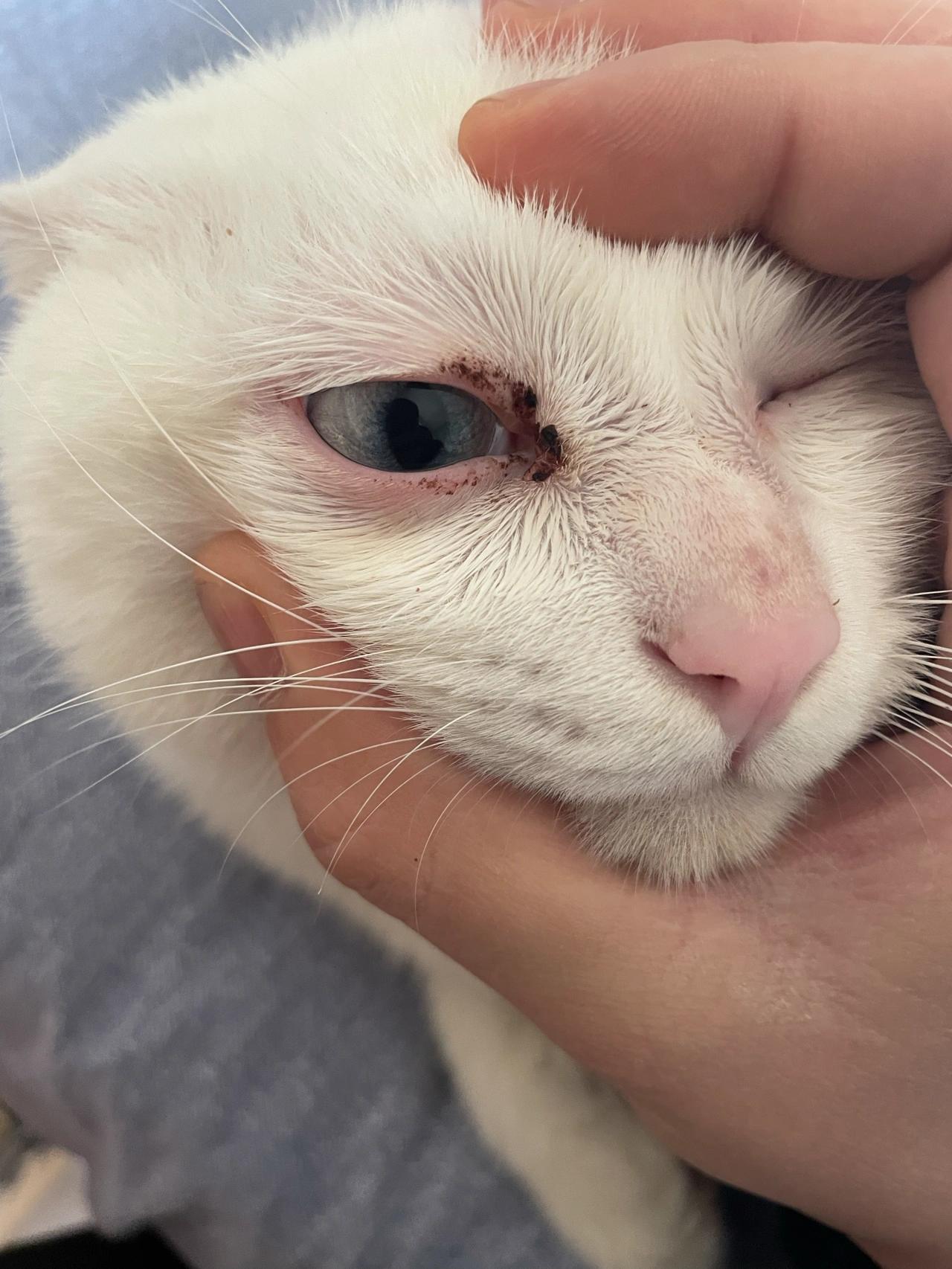 猫咪眼睛流脓会自愈吗(红霉素软膏可以擦猫咪眼睛吗)