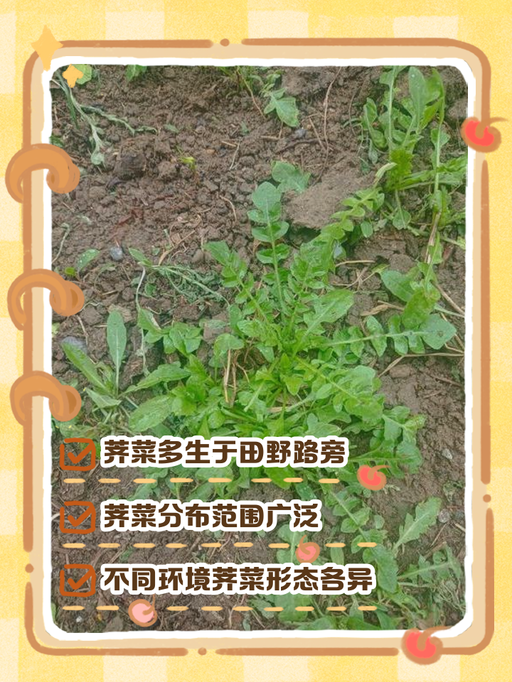 荠菜的副作用(荠菜的副作用和危害)