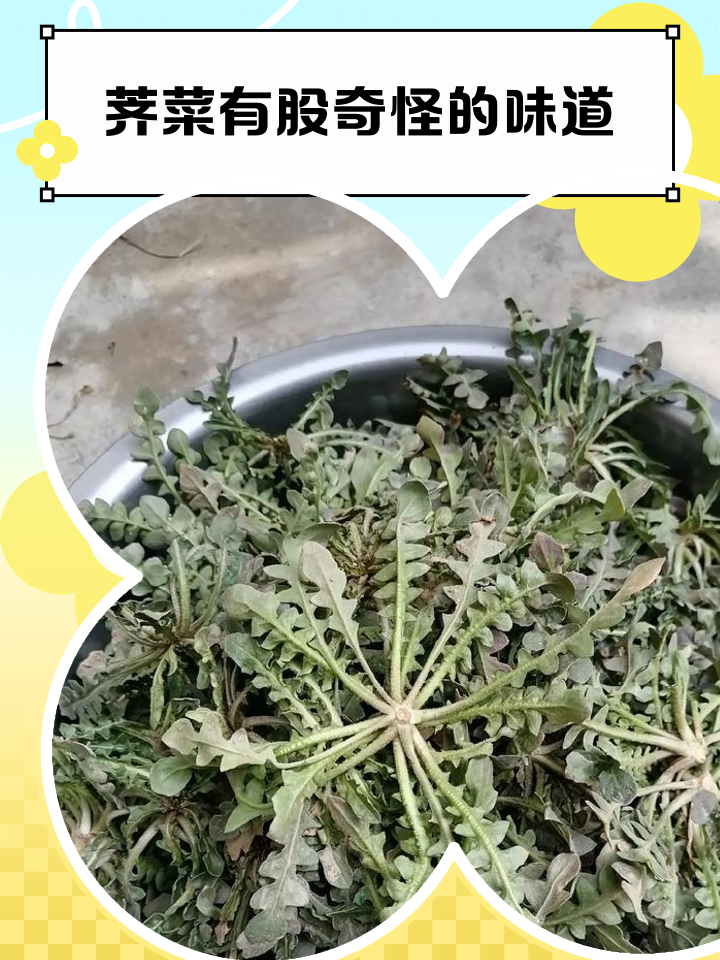 荠菜的副作用(荠菜的副作用和危害) 荠菜的副作用(荠菜的副作用和危害)